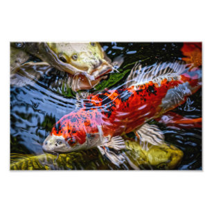 Japanese Koi Fish Pond Photo Print