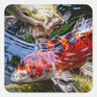 Japanese Koi Fish Pond