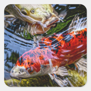 Japanese Koi Fish Pond Square Sticker