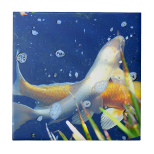 japanese koi pond blue tile