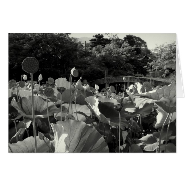 Japanese Lotus Pond Card (Front Horizontal)