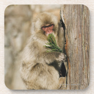 Japanese Macaque Climbing Tree, Eating Leaves Coaster