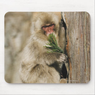 Japanese Macaque Climbing Tree, Eating Leaves Mouse Pad