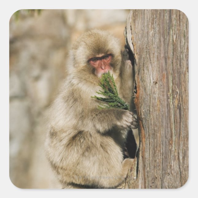 Japanese Macaque Climbing Tree, Eating Leaves Square Sticker (Front)