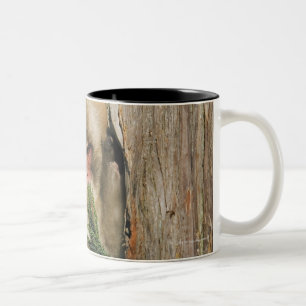 Japanese Macaque Climbing Tree, Eating Leaves Two-Tone Coffee Mug