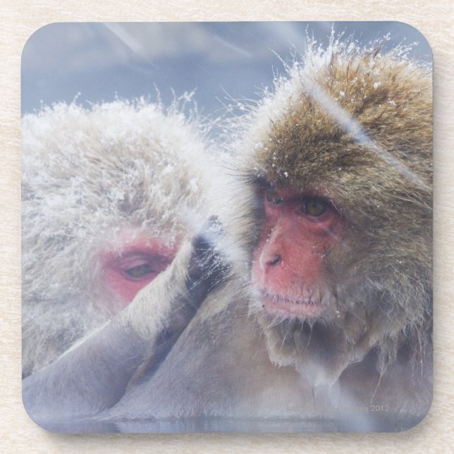 Japanese Macaques (Macaca fuscata) Grooming in Coaster (Front)
