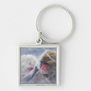 Japanese Macaques (Macaca fuscata) Grooming in Key Ring