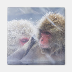 Japanese Macaques (Macaca fuscata) Grooming in Magnet
