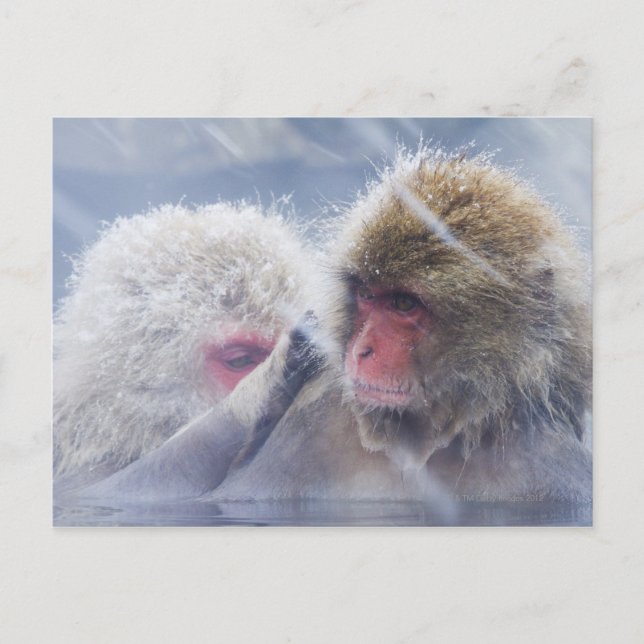 Japanese Macaques (Macaca fuscata) Grooming in Postcard (Front)