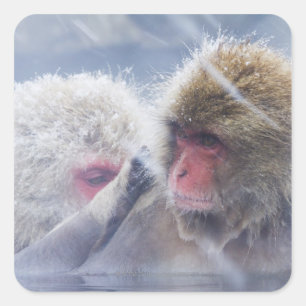 Japanese Macaques (Macaca fuscata) Grooming in Square Sticker