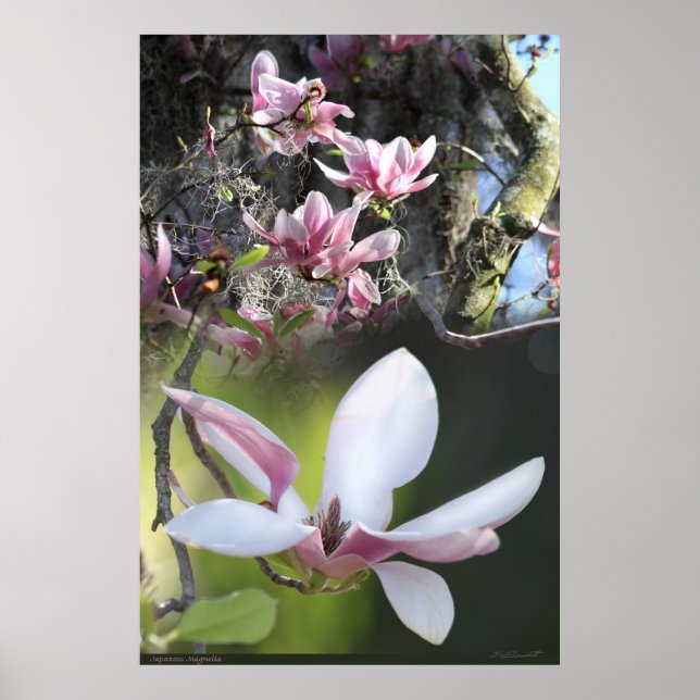 Japanese Magnolia 2 Poster -40x60 -or smaller (Front)