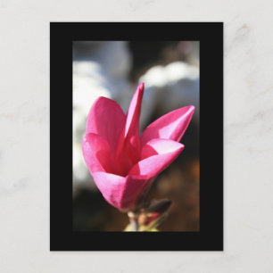 Japanese Magnolia Postcard
