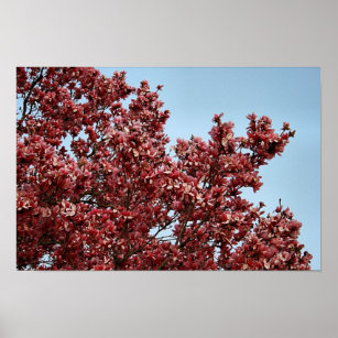 Japanese Magnolia - Art Print