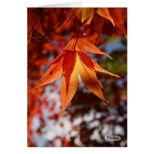 Japanese maple