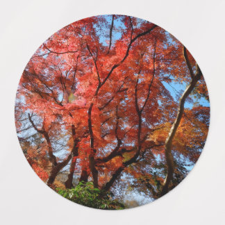 Japanese Maple