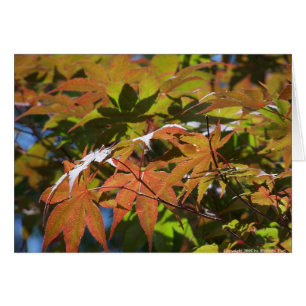 Japanese Maple