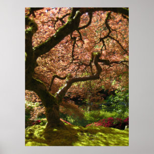 Japanese Maple Acer Palmatum Portland Garden Poster
