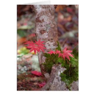 Japanese Maple and Moss