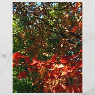 Japanese Maple, Autumn tree leaves