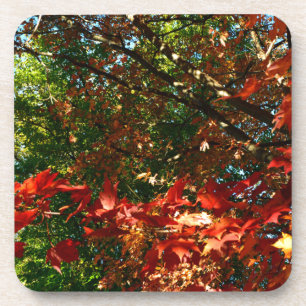 Japanese Maple, Autumn tree leaves Coaster