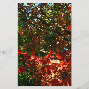 Japanese Maple, Autumn tree leaves Stationery
