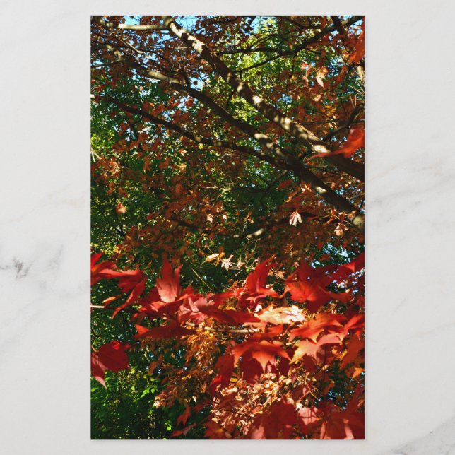 Japanese Maple, Autumn tree leaves Stationery (Front)
