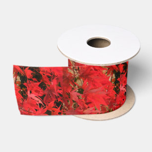 Japanese Maple 'Bloodgood' / Red Fall Foliage / Satin Ribbon