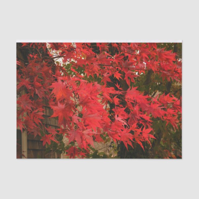 Japanese Maple 'Bloodgood' / Red Fall Foliage / Tissue Paper (Front)