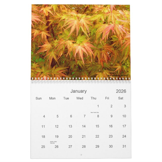 Japanese Maple Calendar (Jan 2026)