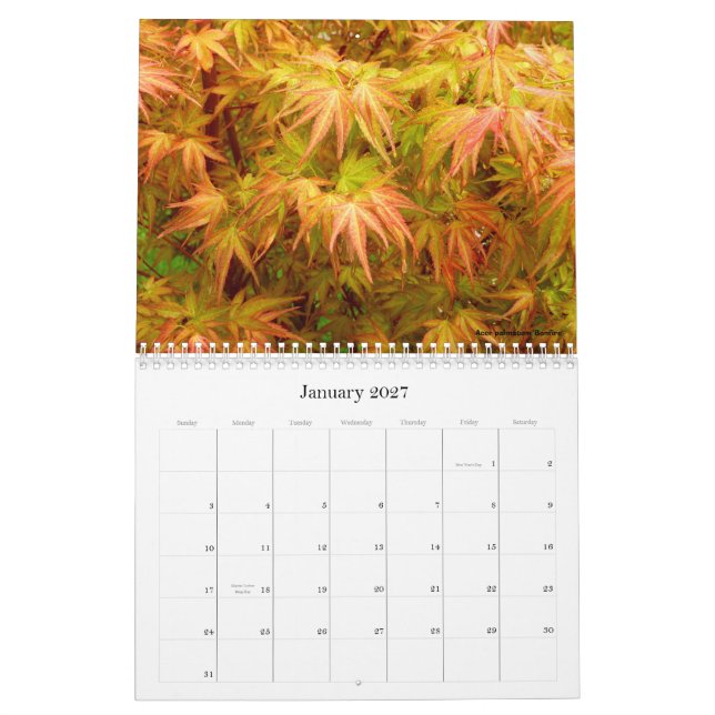 Japanese Maple Calendar (Jan 2027)