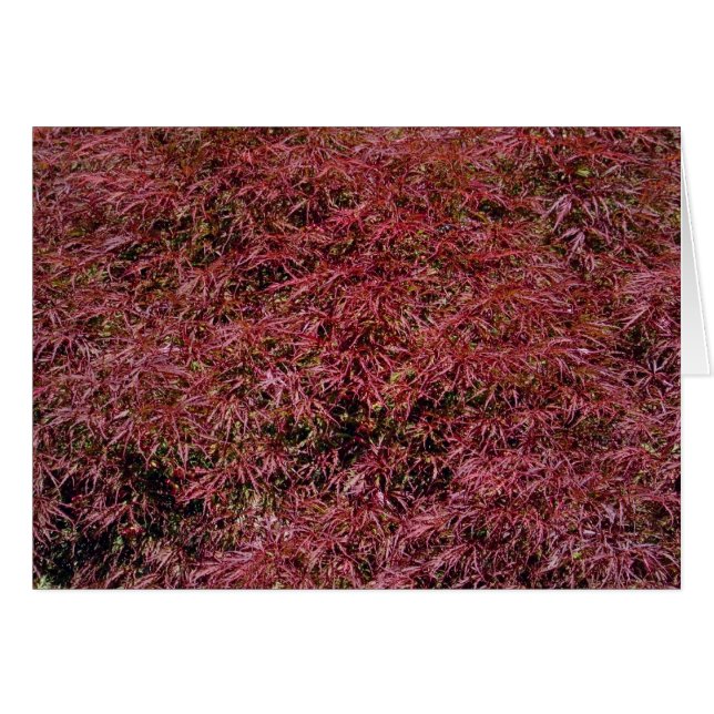 Japanese Maple Card (Front Horizontal)