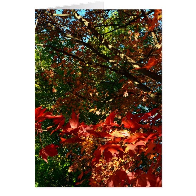 Japanese Maple in Autumn (Front)