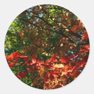 Japanese Maple in Autumn Classic Round Sticker