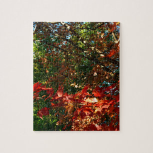 Japanese Maple in Autumn Jigsaw Puzzle