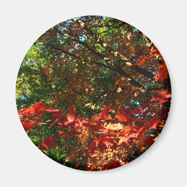 Japanese Maple in Autumn Magnet (Front)