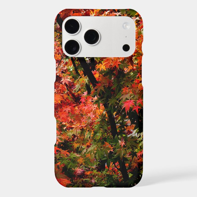 Japanese Maple in Fall (Back)