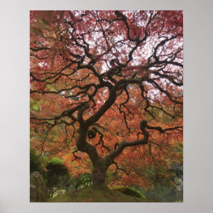 Japanese maple in fall color poster