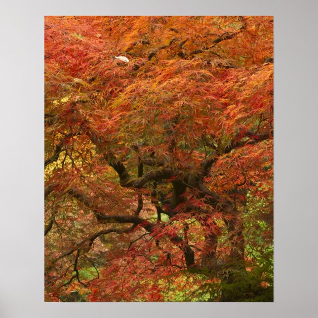 Japanese maple in fall color poster (Front)