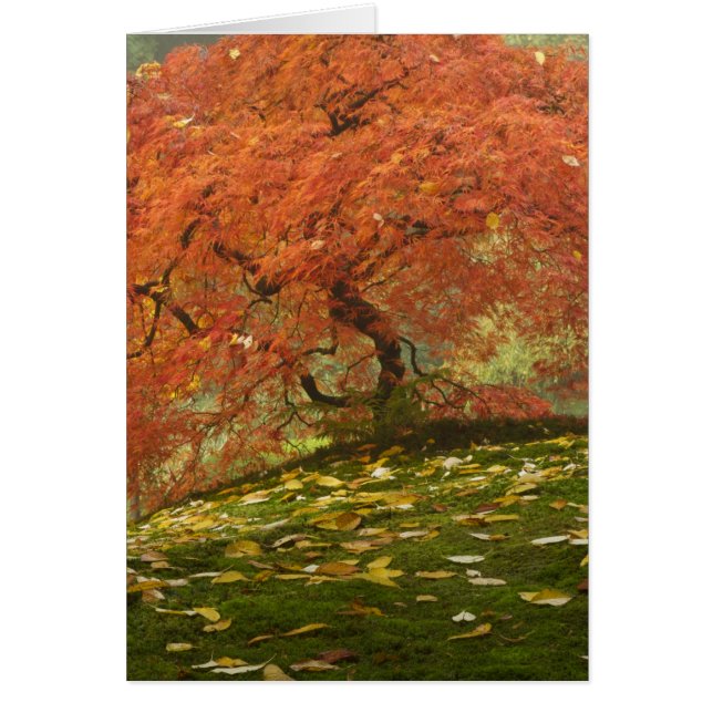 Japanese maple in fall colour (Front)