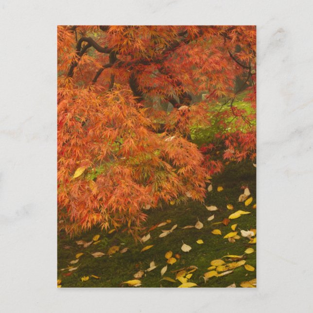 Japanese maple in fall colour 2 postcard (Front)