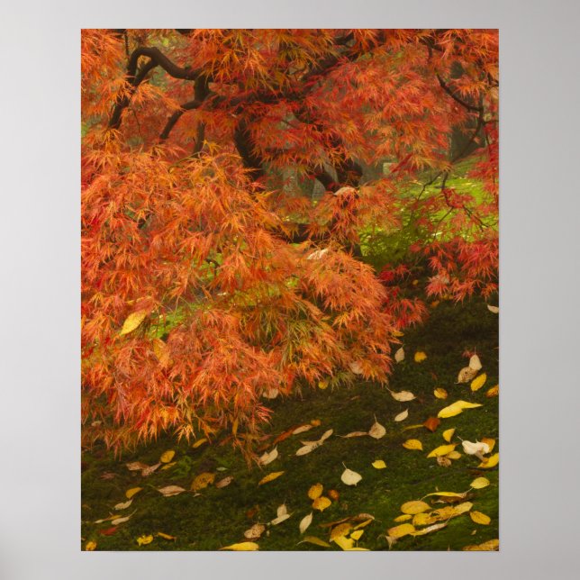 Japanese maple in fall colour 2 poster (Front)