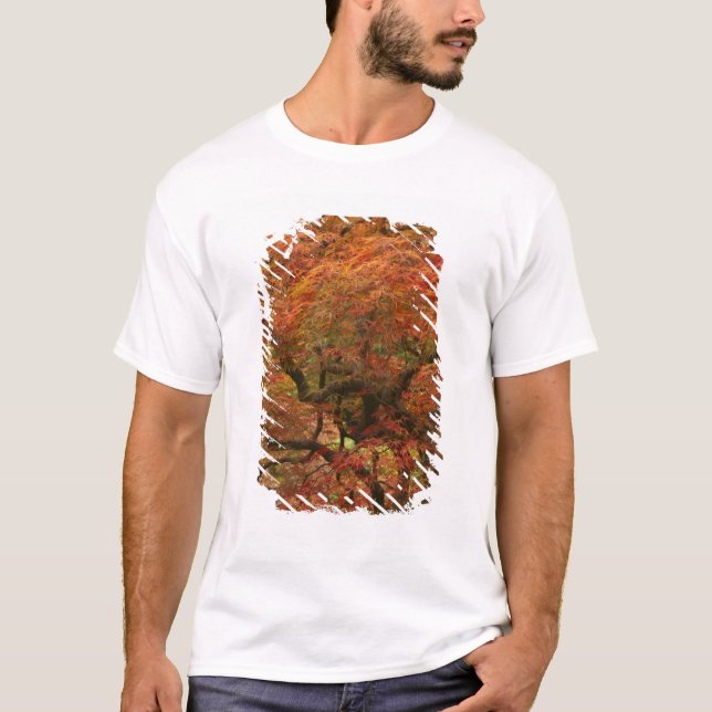 Japanese maple in fall colour 4 T-Shirt (Front)