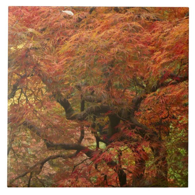 Japanese maple in fall colour 4 tile (Front)