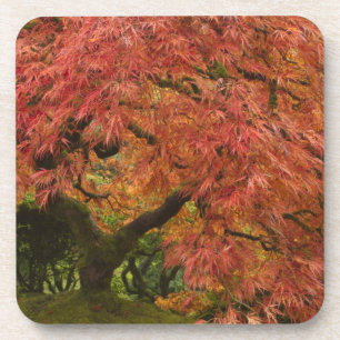 Japanese maple in fall colour coaster