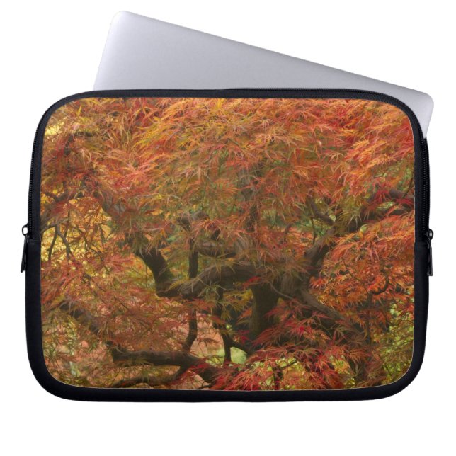 Japanese maple in fall colour laptop sleeve (Front)