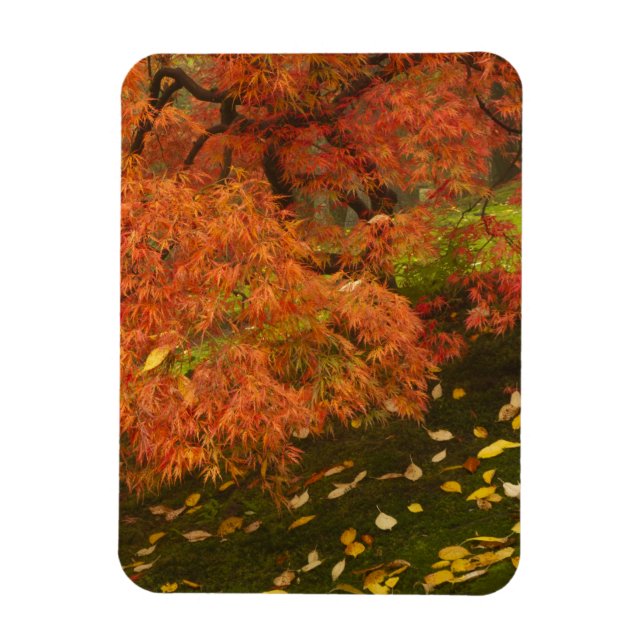Japanese maple in fall colour magnet (Vertical)