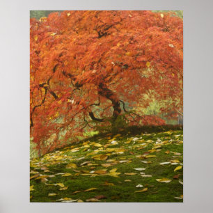 Japanese maple in fall colour poster