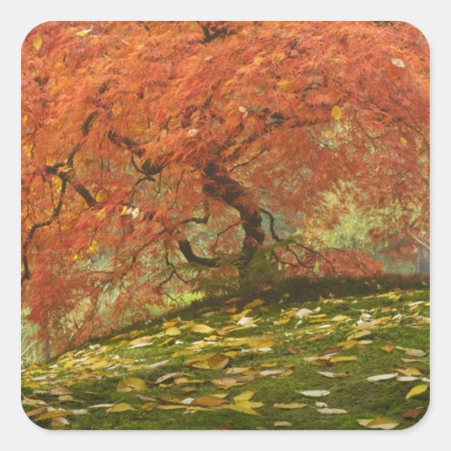 Japanese maple in fall colour square sticker (Front)
