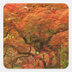 Japanese maple in fall colour square sticker