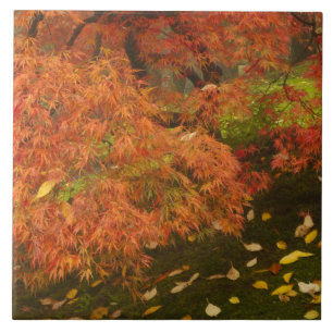 Japanese maple in fall colour tile